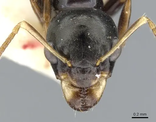 Myrmecorhynchus carteri - CASENT0903253