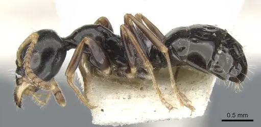 Myrmecorhynchus carteri - CASENT0903253