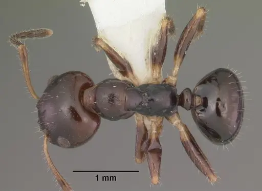 Myrmecorhynchus emeryi specimen