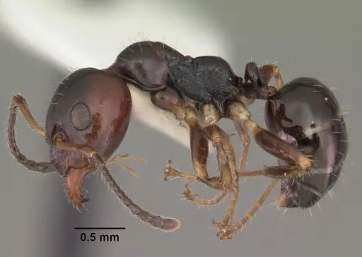 Myrmecorhynchus emeryi specimen