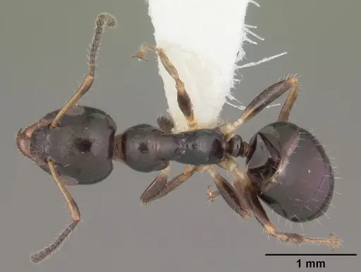 Myrmecorhynchus emeryi - CASENT0010930