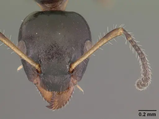 Myrmecorhynchus emeryi - CASENT0010930