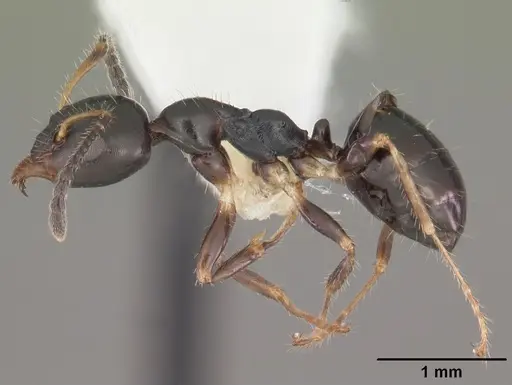 Myrmecorhynchus emeryi - CASENT0010930