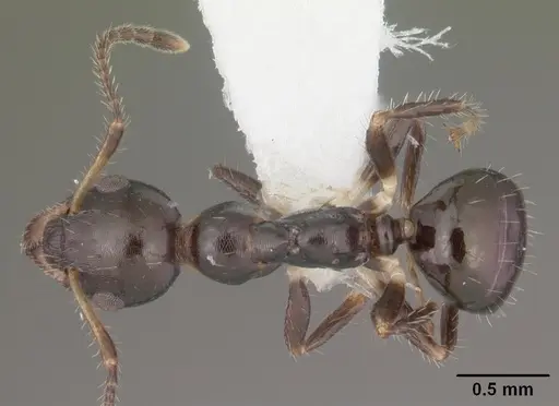 Myrmecorhynchus emeryi - CASENT0010931