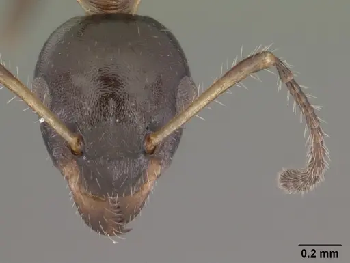 Myrmecorhynchus emeryi - CASENT0010931