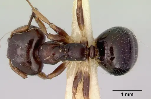 Myrmecorhynchus emeryi - CASENT0172032