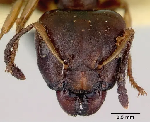Myrmecorhynchus emeryi - CASENT0172032
