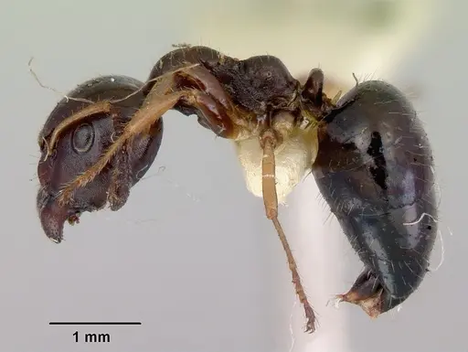 Myrmecorhynchus emeryi - CASENT0172032