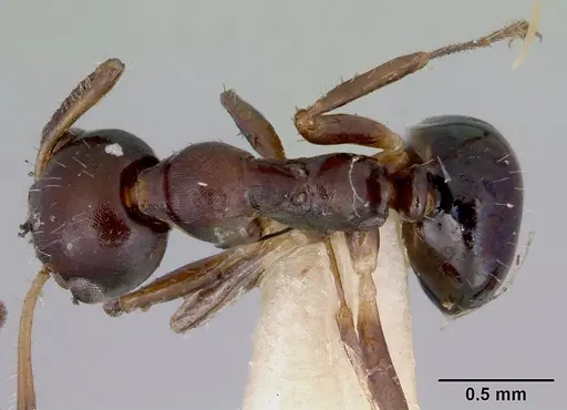 Myrmecorhynchus emeryi - CASENT0172033
