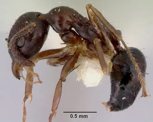 Myrmecorhynchus emeryi - CASENT0172033
