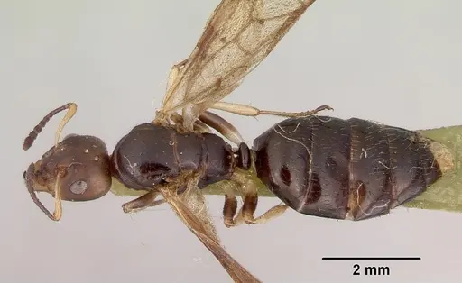 Myrmecorhynchus emeryi - CASENT0172034