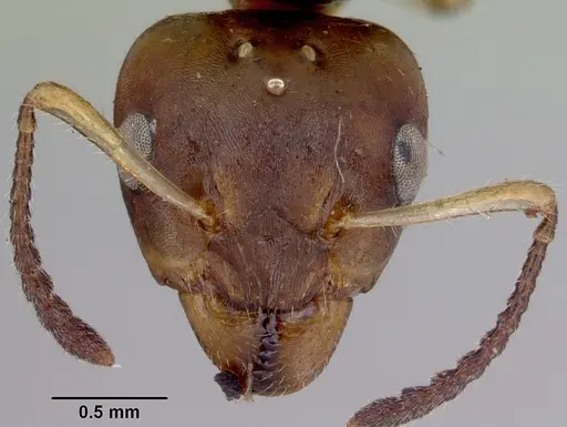 Myrmecorhynchus emeryi - CASENT0172034
