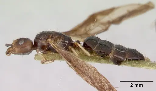 Myrmecorhynchus emeryi - CASENT0172034