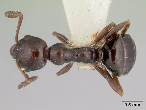 Myrmecorhynchus emeryi - CASENT0173619