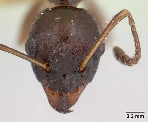 Myrmecorhynchus emeryi - CASENT0173619