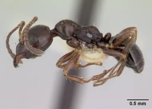 Myrmecorhynchus emeryi - CASENT0173619