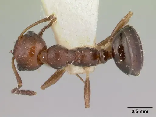 Myrmecorhynchus emeryi - CASENT0178500