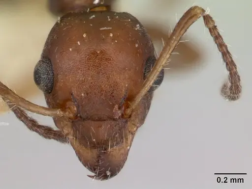 Myrmecorhynchus emeryi - CASENT0178500