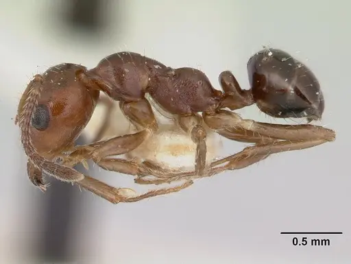 Myrmecorhynchus emeryi - CASENT0178500