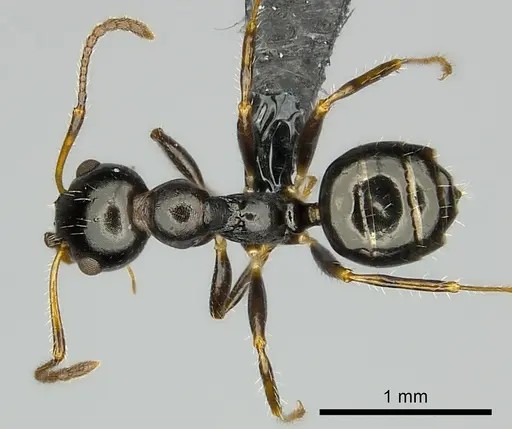 Myrmecorhynchus emeryi - CASENT0227590