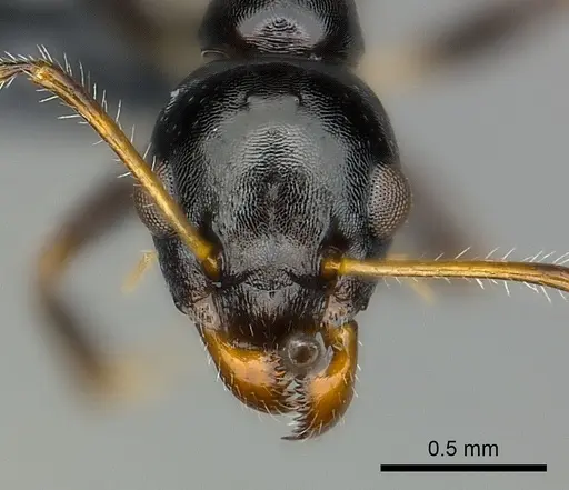 Myrmecorhynchus emeryi - CASENT0227590