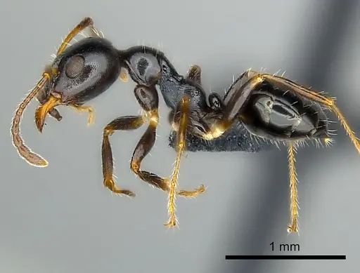 Myrmecorhynchus emeryi - CASENT0227590