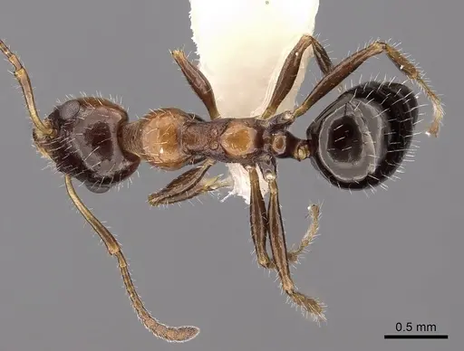 Myrmecorhynchus emeryi - CASENT0280537