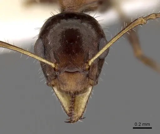 Myrmecorhynchus emeryi - CASENT0280537