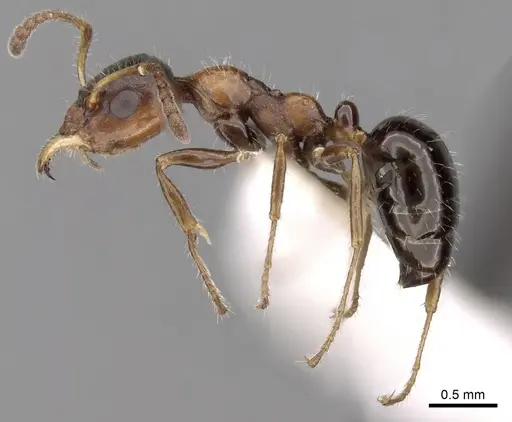 Myrmecorhynchus emeryi - CASENT0280537