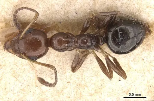 Myrmecorhynchus emeryi - CASENT0913670