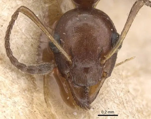 Myrmecorhynchus emeryi - CASENT0913670