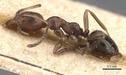 Myrmecorhynchus emeryi - CASENT0913670