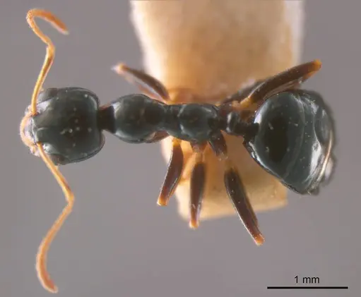 Myrmecorhynchus nitidus specimen
