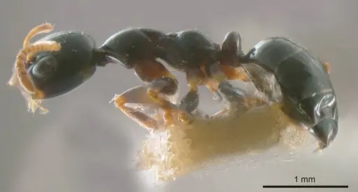 Myrmecorhynchus nitidus specimen