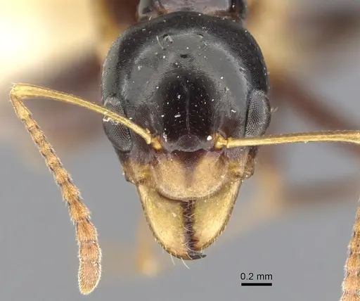 Myrmecorhynchus nitidus - CASENT0903254
