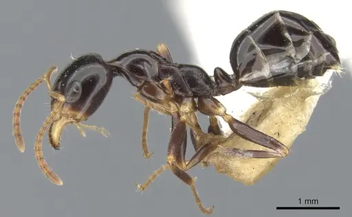 Myrmecorhynchus nitidus - CASENT0903254