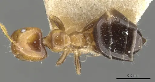 Myrmelachista ambigua specimen