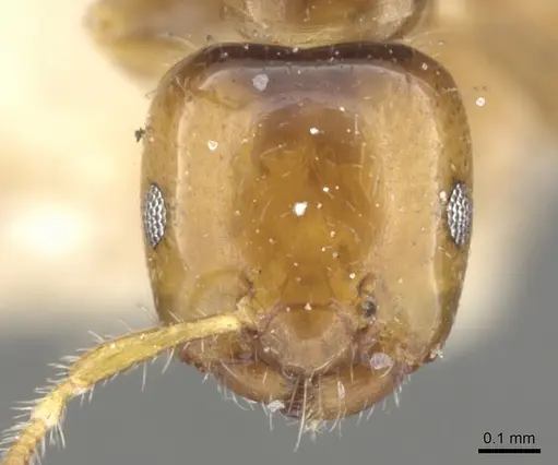 Myrmelachista ambigua specimen