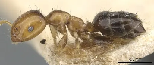 Myrmelachista ambigua specimen