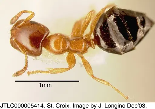 Myrmelachista ambigua - JTLC000005414