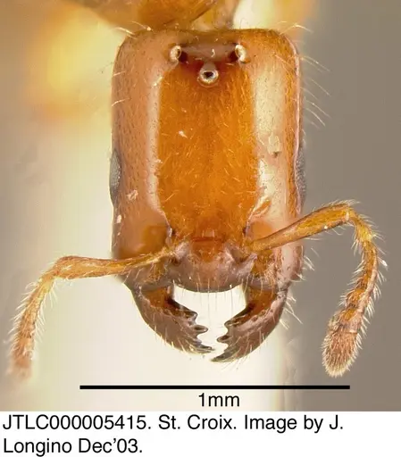 Myrmelachista ambigua - JTLC000005415