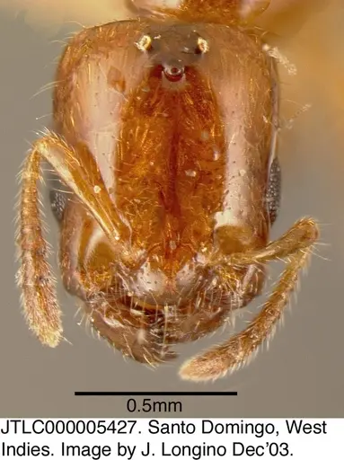 Myrmelachista ambigua - JTLC000005427