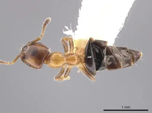 Myrmelachista ambigua - LACMENT683223