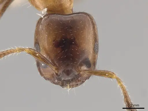 Myrmelachista ambigua - LACMENT683223