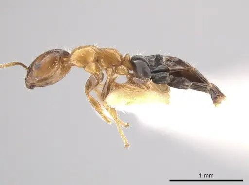 Myrmelachista ambigua - LACMENT683223