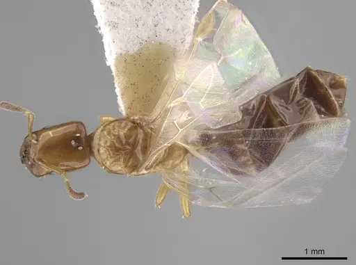 Myrmelachista ambigua - MCZ-ENT00593784