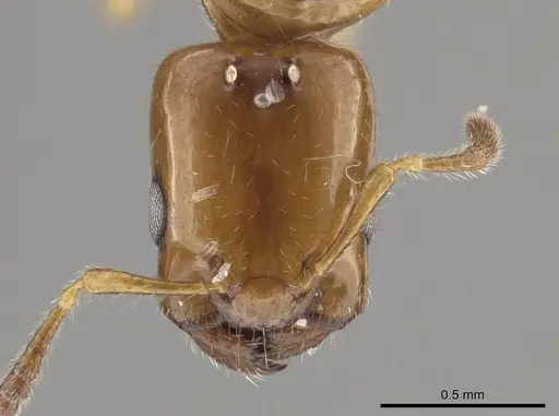 Myrmelachista ambigua - MCZ-ENT00593784