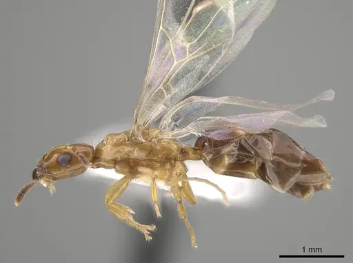 Myrmelachista ambigua - MCZ-ENT00593784