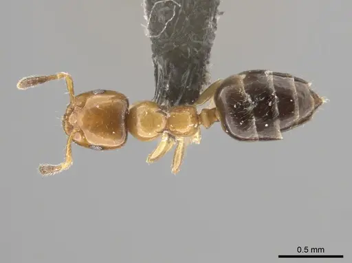 Myrmelachista ambigua - MCZ-ENT00793670