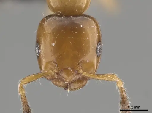 Myrmelachista ambigua - MCZ-ENT00793670